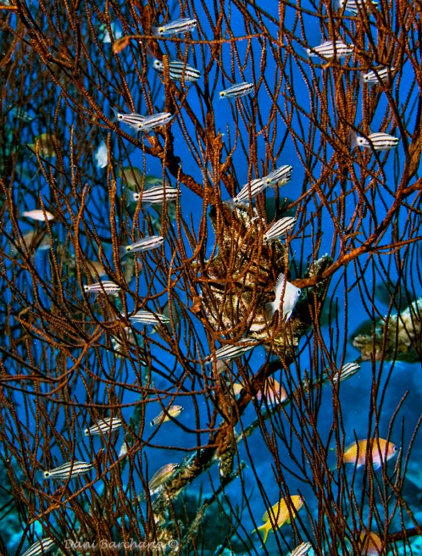 Small-spot 5-lined cardinalfish (Cheilodipterus quinquelineatus)