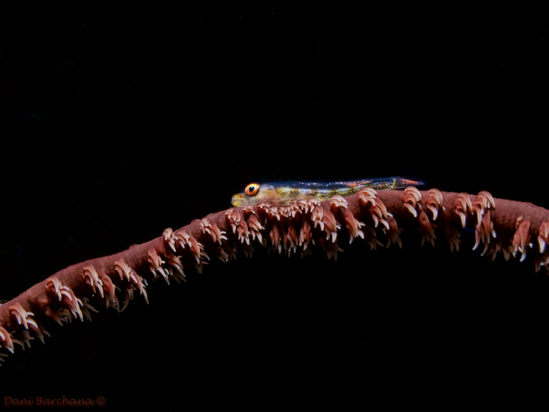 Whip Coral Goby