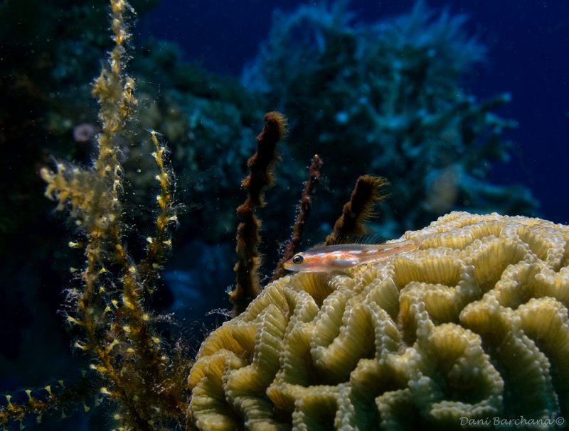 Toothy (Host) Goby (Pleurosicya mossambica)
