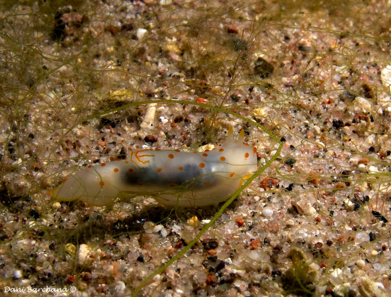 ‫Gymnodoris ceylonica‬ 