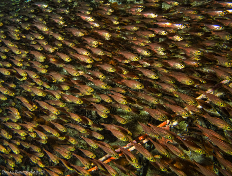 Pygmy sweepers (Parapriacanthus ransonneti)