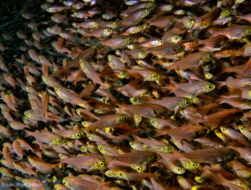 Pygmy sweepers (Parapriacanthus ransonneti)