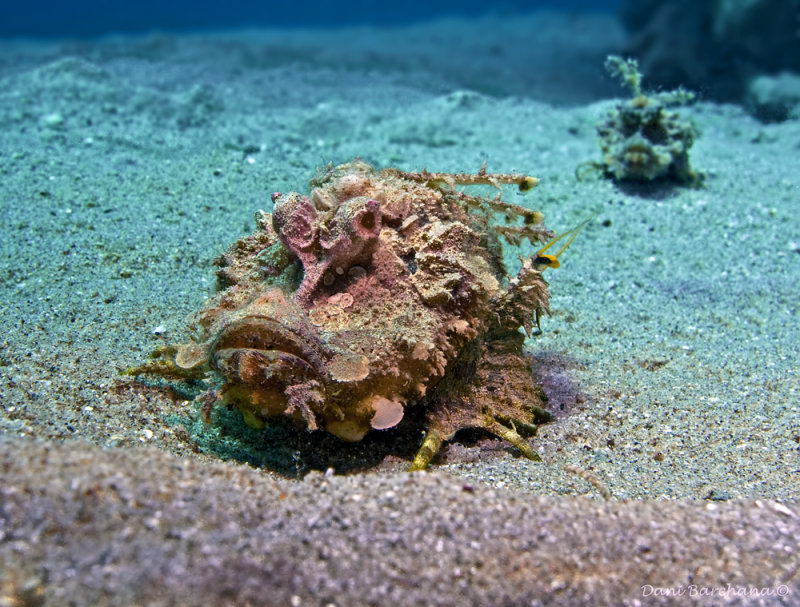 Two-stick stingfish (Inimicus filamentosus) in Courtship