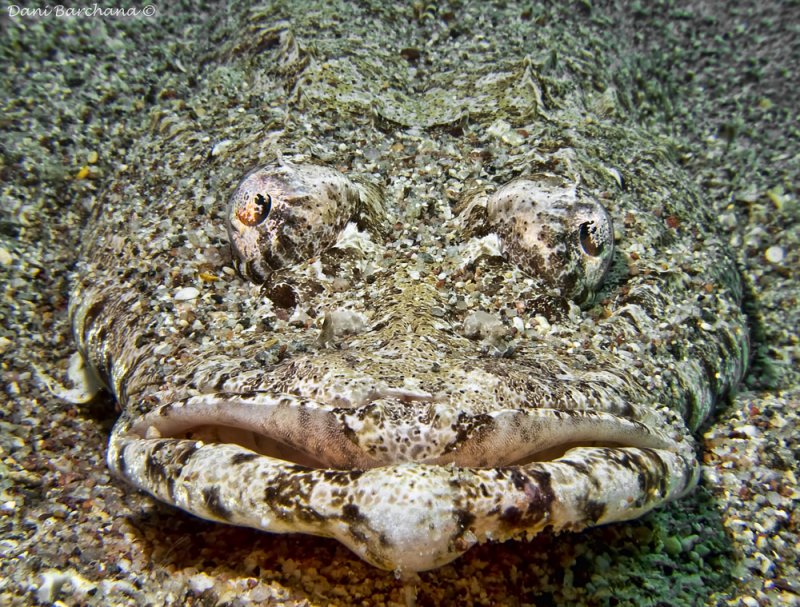  Crocodile Fish, Tentacled flathead