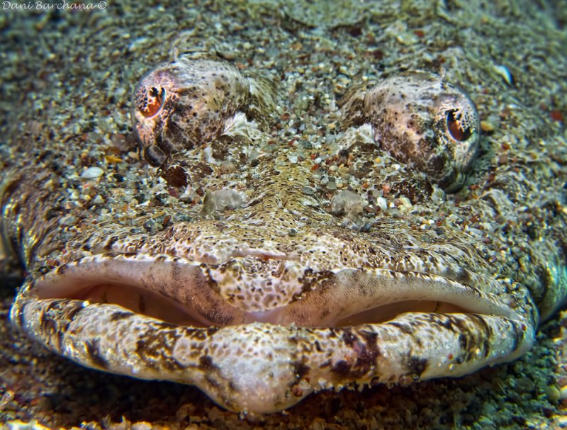  Crocodile Fish, Tentacled flathead