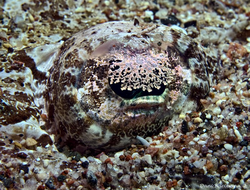 Crocodile fish eye