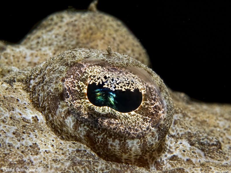 Crocodile fish eye