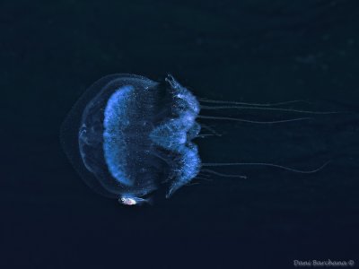 A fish hiding under a jellyfish