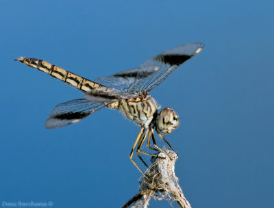 Dragonfly - Brachythemis leucosticta