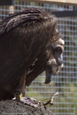 Brown Vulture
