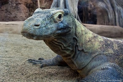 komodo dragon