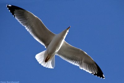 Seagull Barcelona 2011