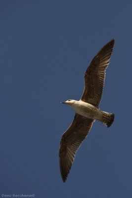 Lesser Black Backed Gull (2nd Cycle)