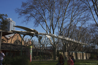 Fin Whale skeleton