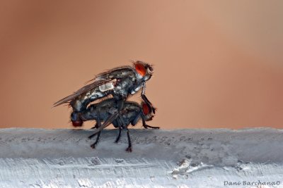 Flies having fun...(Sarcophaga sp.)