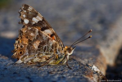 Vanessa (Pyrameis) cardui