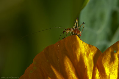 katydid nymph (Male)