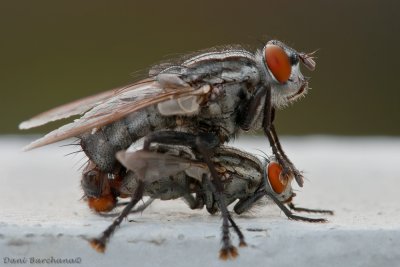 Sarcophaga spp. Fly