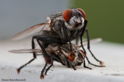 Sarcophaga spp. Fly