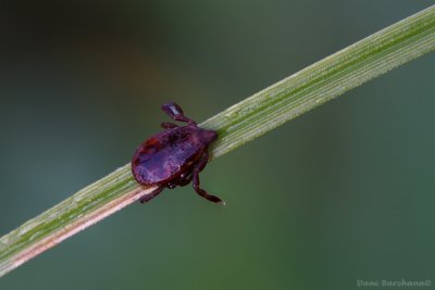 Brown Dog Tick - rhipicephalus sanguineus