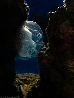Transparent Ascidia (Tunicate)