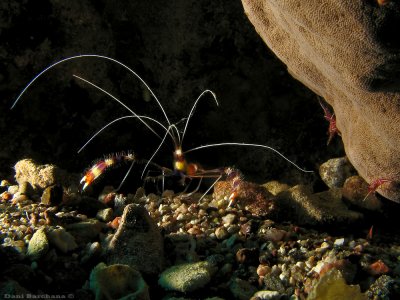 Banded Boxer shrimp (and 2 small Durban dancing shrimps)
