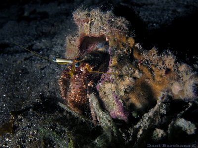 Hermit crab