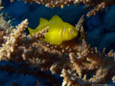 Poison Goby (Gobiodon citrinus)