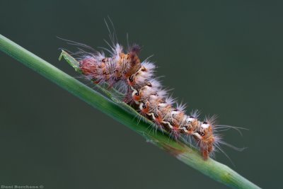 Acronicta rumicis 