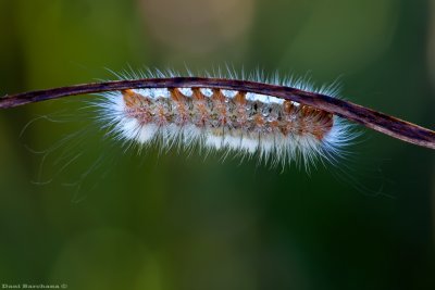 Tussock moth (Orgyia dubia)