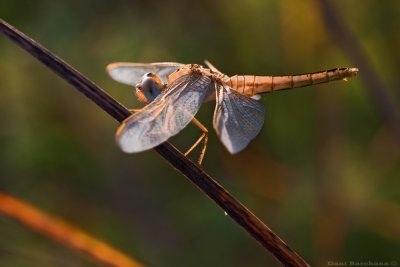 Scarlet Dragonfly - Crocothemis erythrea (Female?)
