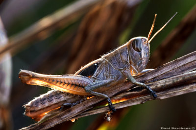 Grass Hoppers & katydids