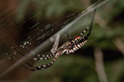 Argiope trifasciata with prey