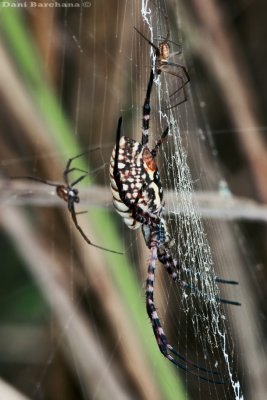 Argiope trifasciata - Males courting (Fatal Attraction :-) )