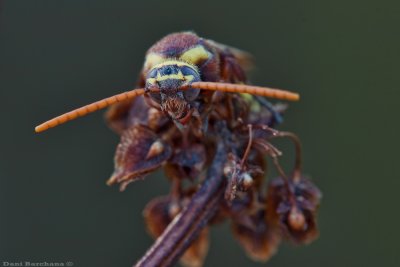 Wasp -  Scolia mangichlakensis‬ 