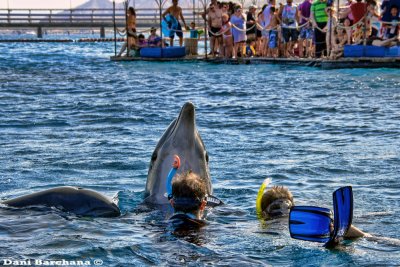 Uri, Dolphin Reef Eilat, 2011