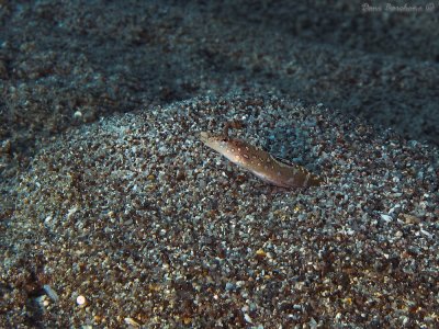 Sand Diver, Trichinotus nikii