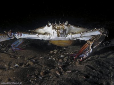 Swimming crab, Portunus segnis, Female with eggs.