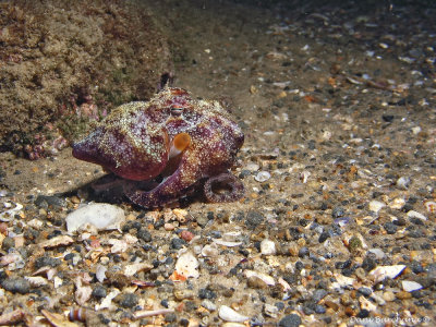 Baby Octopus (5 cm long)