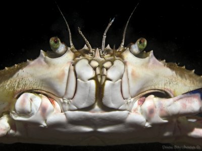 Swimming crab, Portunus segnis