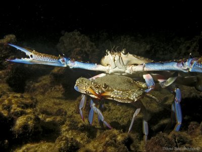 A couple of Swimming crab, Portunus segnis - Mating