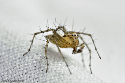 Striped lynx spider, Oxyopes salticus