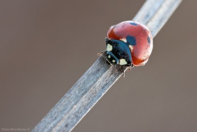 Coccinella septempunctata