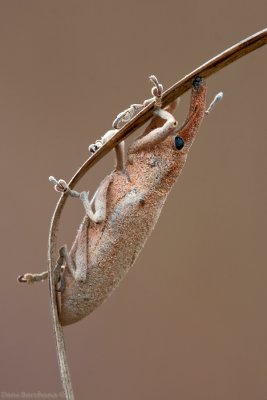 Weevil - Lixus angustatus