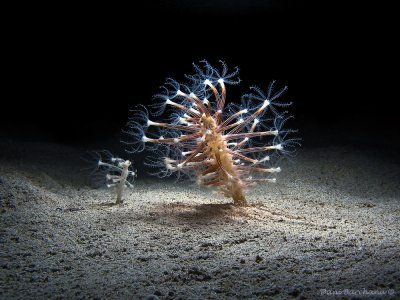 Cavernularia obesa, Obese Sea pen