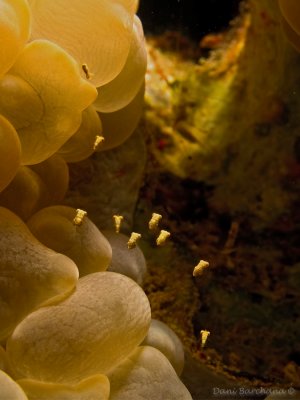 Anemone Mysid, Idiomysis tsurnamali Bacescu