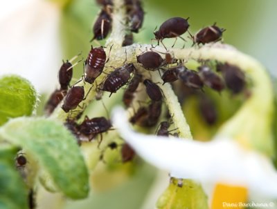 Aphids