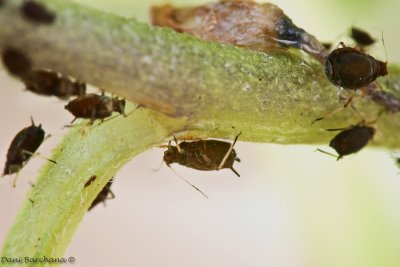 Aphids