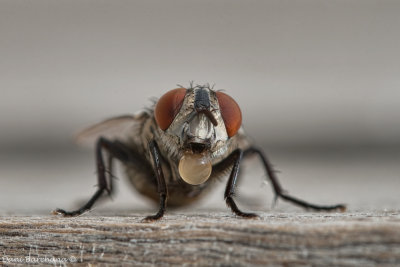 Fly (Sarcophaga) Digesting