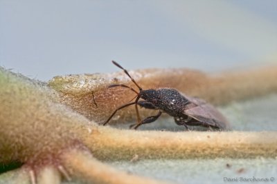Cotton seed bug (Oxycarenus hyalipennis)